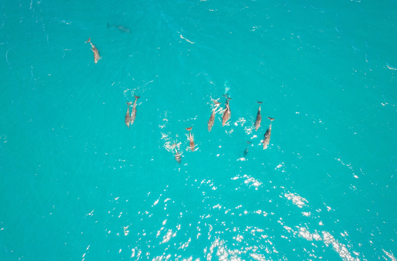 vsadventures-espiritu-santo-la-paz-bcs-delfines