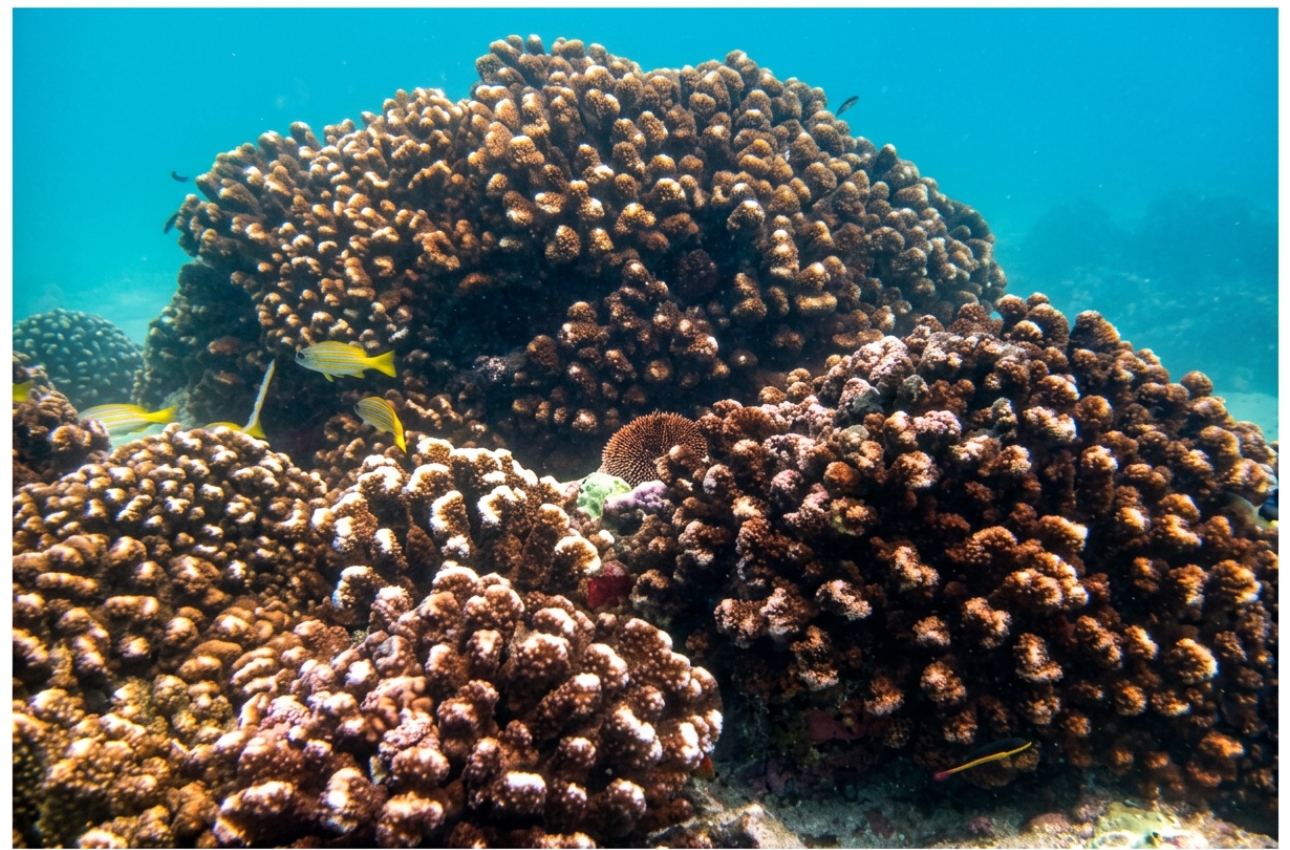 vsadventures-principal-scuba-diving-bcs-mexico-coral