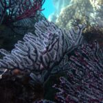 vsadventures-principal-scuba-diving-bcs-mexico-octocoral