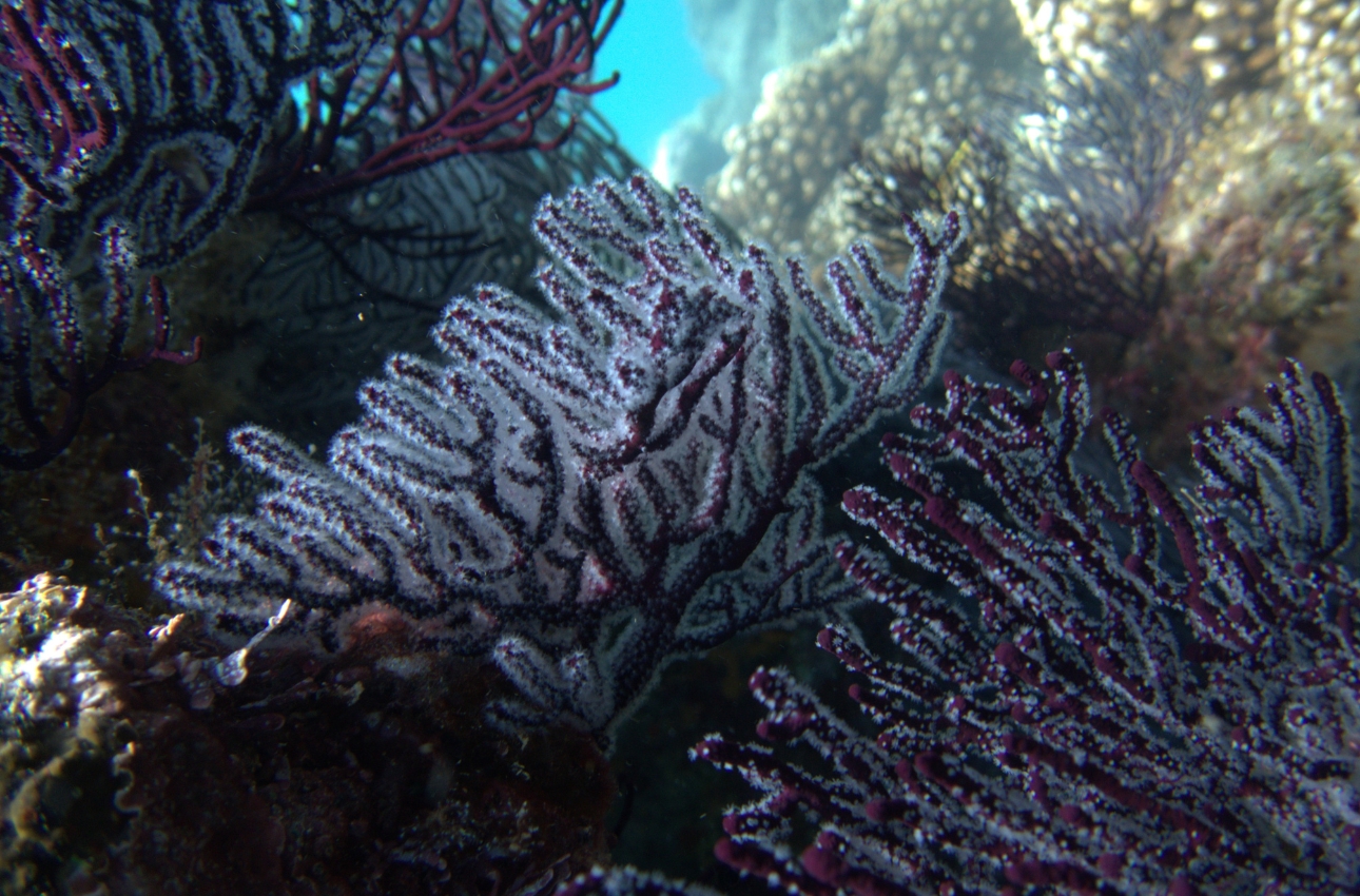 vsadventures-principal-scuba-diving-bcs-mexico-octocoral