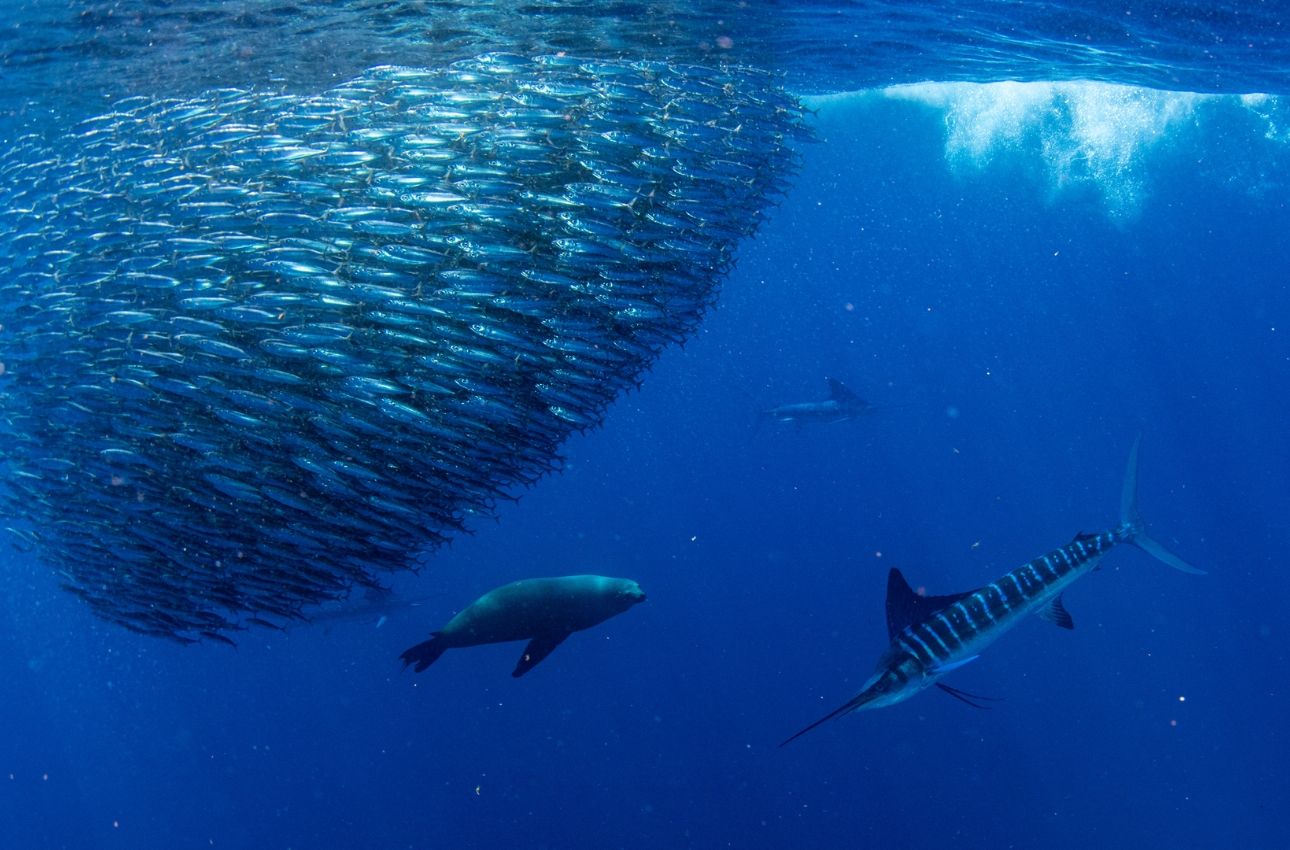 Sardine Run Bahía Magdalena · Isla Margarita · BCS - 3 días y 2 noches