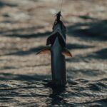 vsadventures-sport-fishing-cerralvo-bcs-fish