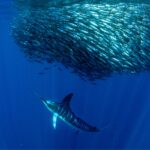 vsadventures-principal-sardine-run-bahia-magdalena-bcs-mexico