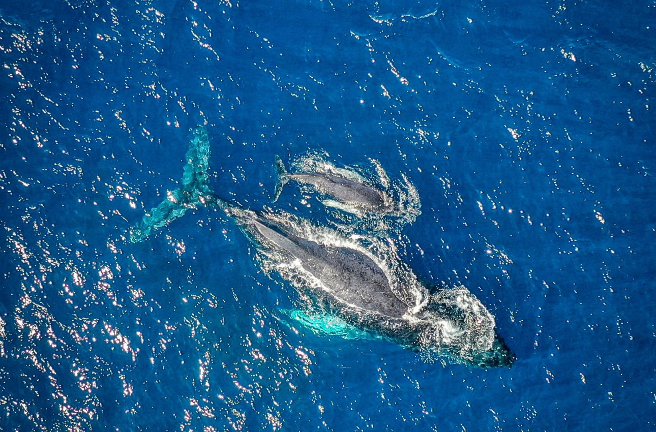 Ballena Gris · Bahía Magdalena, BCS